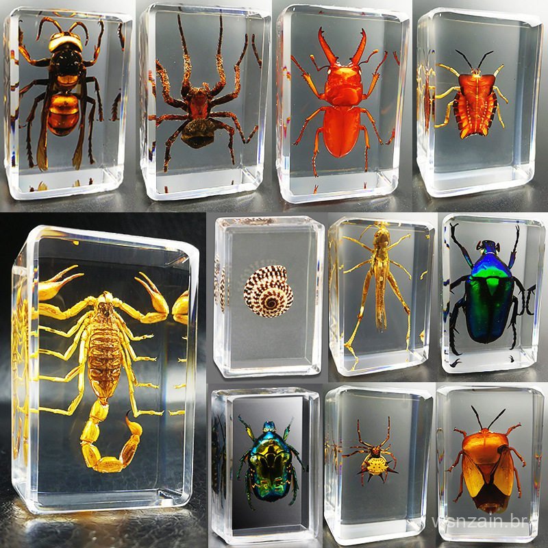 Espécimes de insetos em resina real, insetos reais, besouros, aranhas, besouro-veado, escorpiões, louvaúmas, lagartos, e