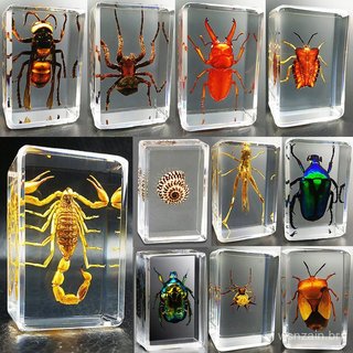Espécimes de insetos em resina real, insetos reais, besouros, aranhas, besouro-veado, escorpiões, louvaúmas, lagartos, e