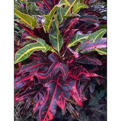 ENVIO SUPER RÁPIDO Croton Magnificent – 100 sementes com manual de cultivo II T1