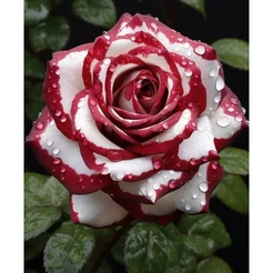 Rosa Tiger - Fogo Tribal - 100 sementes com manual de cultivo V V