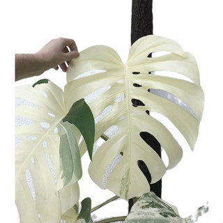 100 sements monstera alba com manual de cultivo ENVIO RÁPIDO III SS em Oferta na Shopee