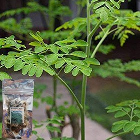 200 500 Sementes de Moringa (Moringa oleifera)