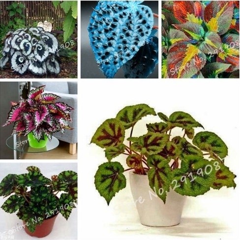 500 Sementes De Lindas Folhagens Begônias & Coleus V. Cores*