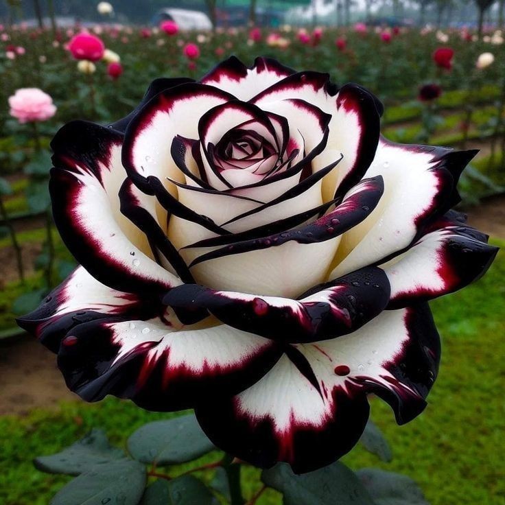 ENVIO SUPER RÁPIDO Rosa multiflora 100 sementes com manual de cultivo pronta entrega envio em 24h II T1 em Oferta na Shopee