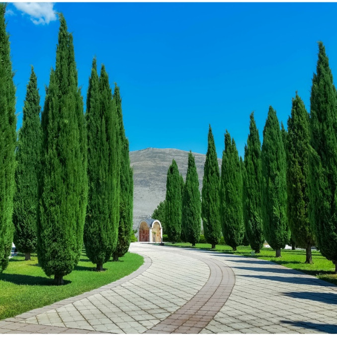 ENVIO SUPER RÁPIDO 100 sements de cipestre originais italiana pra fazer mudas II T1 em Oferta na Shopee