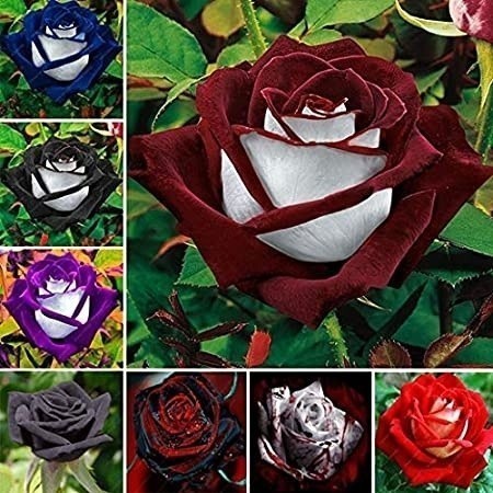 Rara sementes de rosas coloridas pra fazer mudas Sementes Originais Pronta Entrega Postagem em 24h