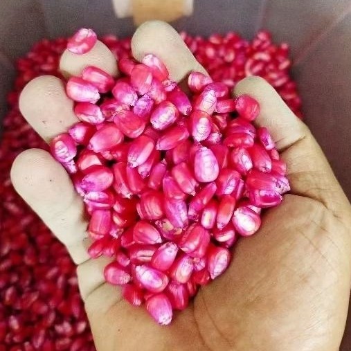 200 Sementes de Milho Doce para Plantar - Milho Rosa Plantio Plantação Pamonha Doce