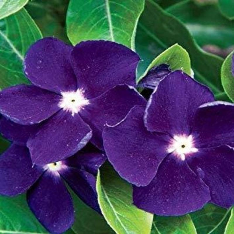 PROMOÇÃO 50 Sementes de Vinca de Madagascar Roxa ( Maria Sem Vergonha). Premium + MANUAL DE CULTIVO