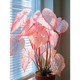 100 sementes  Caladium 'Bordeaux' com manual de cultivo pronta entrega envio 24h em Oferta na Shopee
