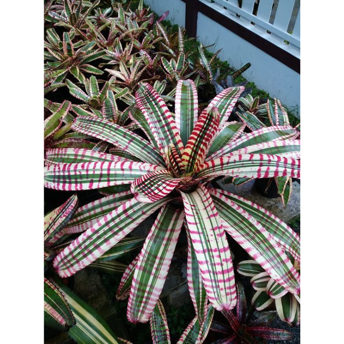 Bromélia Guzmania: Onde Comprar | BuscaProdutos