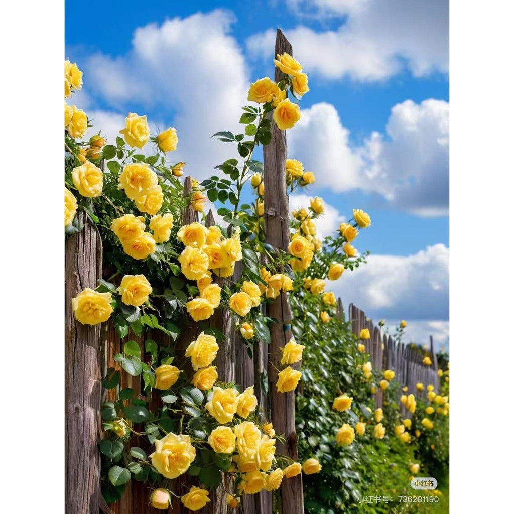ambiente verde Rara 20 Sementes 50 Sementes 100 Sementes De Rosas Trepadeiras Para Plantio No Jardim