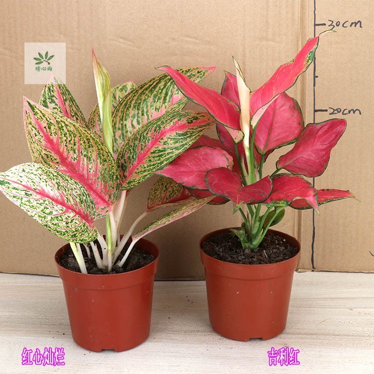 JAAA pcs Ruyi rainha flor 200 500 sementes planta em vaso semente