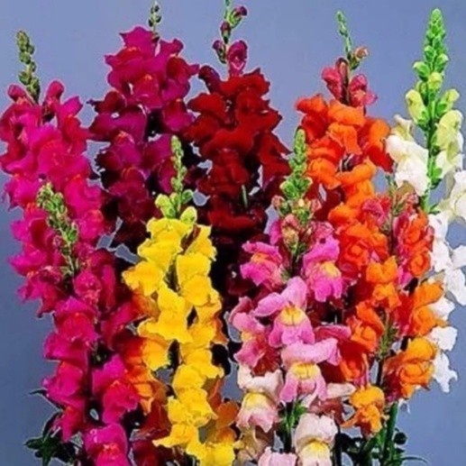 viva a natureza 100 sementes de flor boca de leão sortidas coloridas ENVIO RÁPIDO!