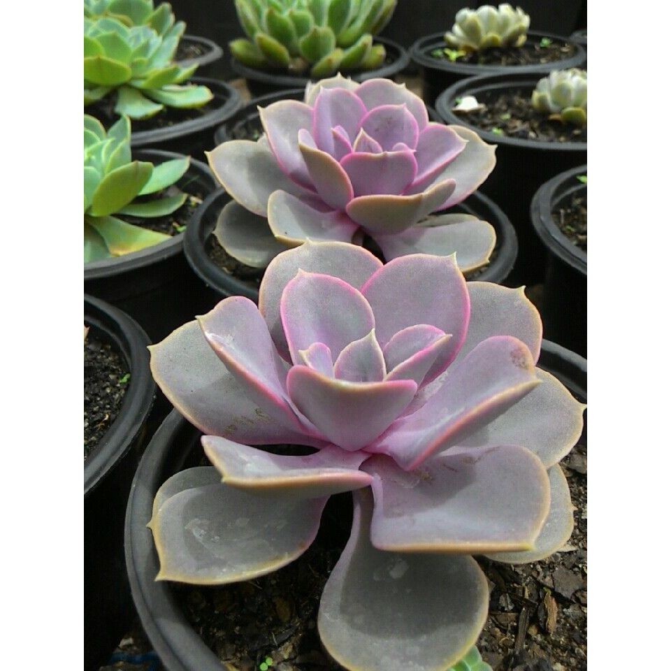 100 sementes suculenta Astrophytum capricorne com manual de cultivo pronta entrega envio em 24h