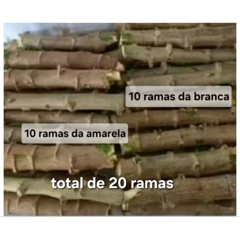 ramas de mandioca total 20 unidades,sendo 10 da mandioca branca,10 da mandioca amarela
