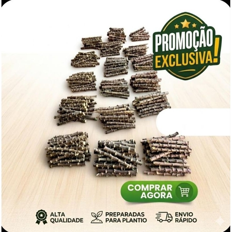 5 Ramas De Mandioca Elite Brasil - Variedade Premium P/ Plantio