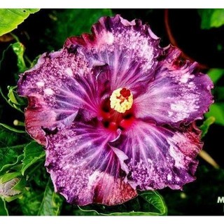 100 sementes hibisco 'Pink Passion com manual de cultivo pronta entrega envio em 24h