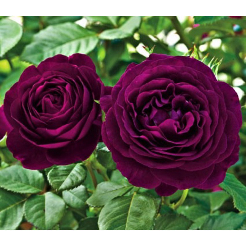 100 Sementes de Rosa Roxa - Rosa Rara Linda + Manual de Plantio ENVIO RÁPIDO!!! ENVIO RÁPIDO
