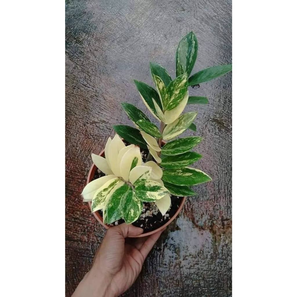 PROMOÇÃO zamiocuca variegata 100 sementes com manual de cultivo II