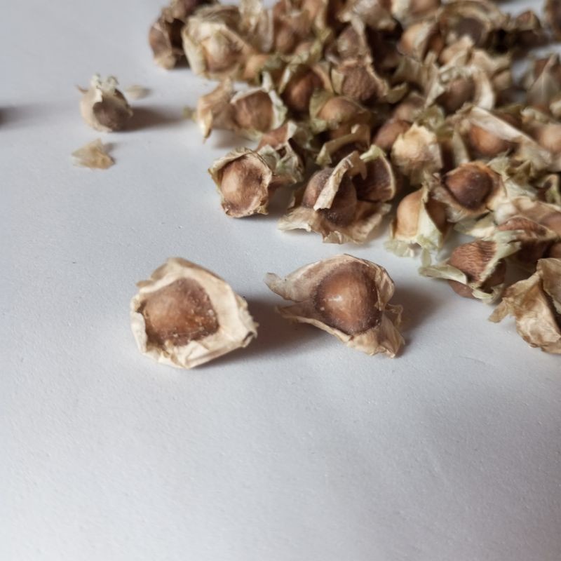 Rara 100 Sementes de Moringa Oleífera para Plantio | Semente de Moringa II