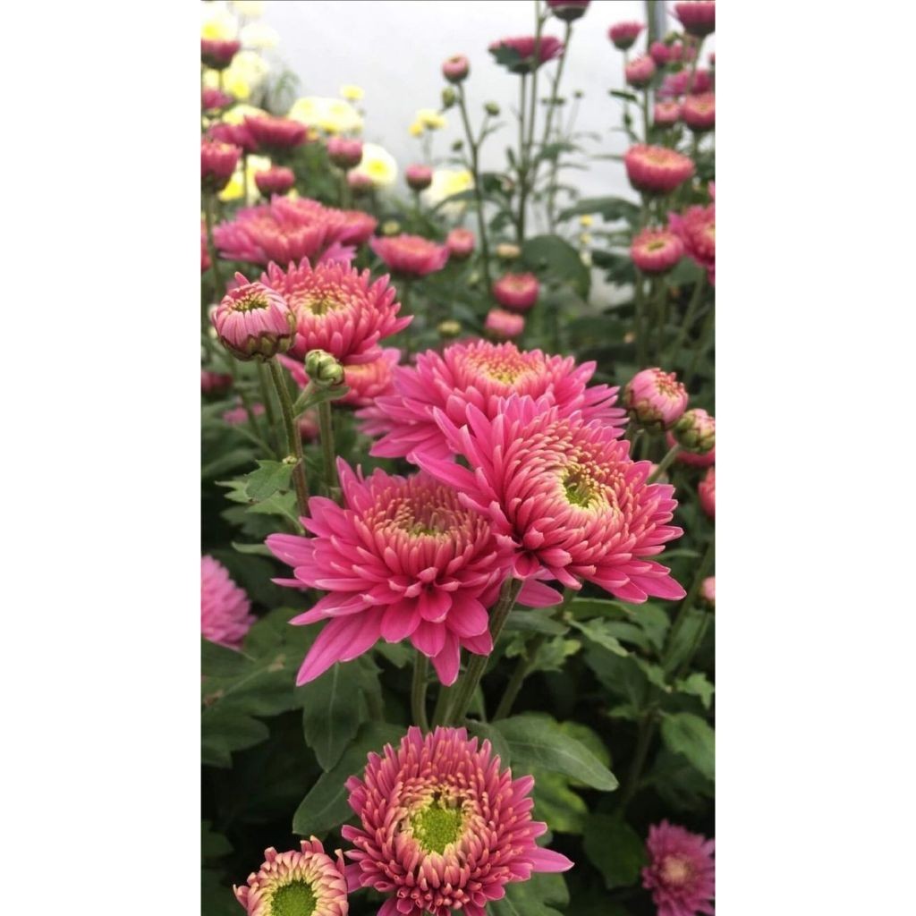 100 sementes Chrysanthemum coronarium​ com manual de cultivo envio 24h