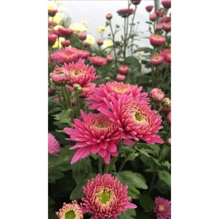 100 sementes Chrysanthemum coronarium​ com manual de cultivo envio 24h
