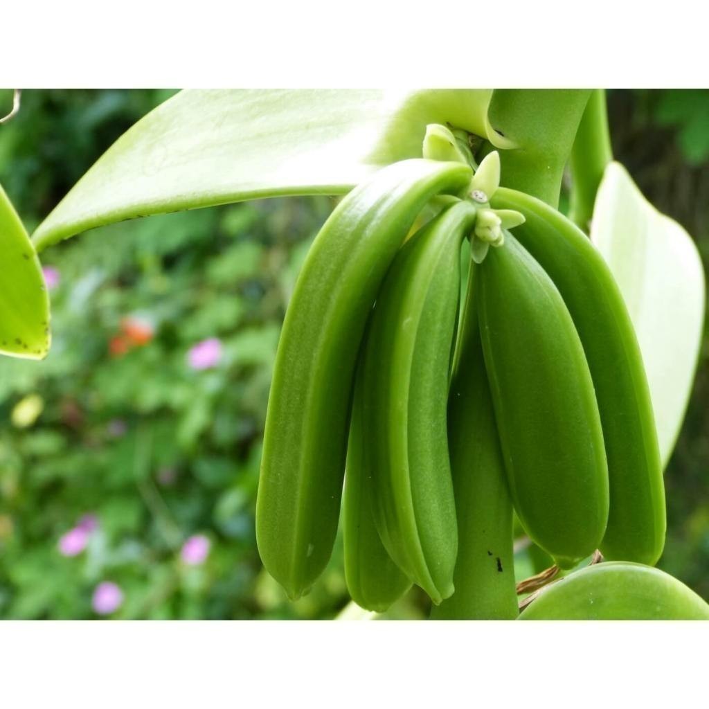 ENVIO SUPER RÁPIDO orquidea baunilha do cerrado vanilla 100 Sementes de Com Manual de cultivo l T1