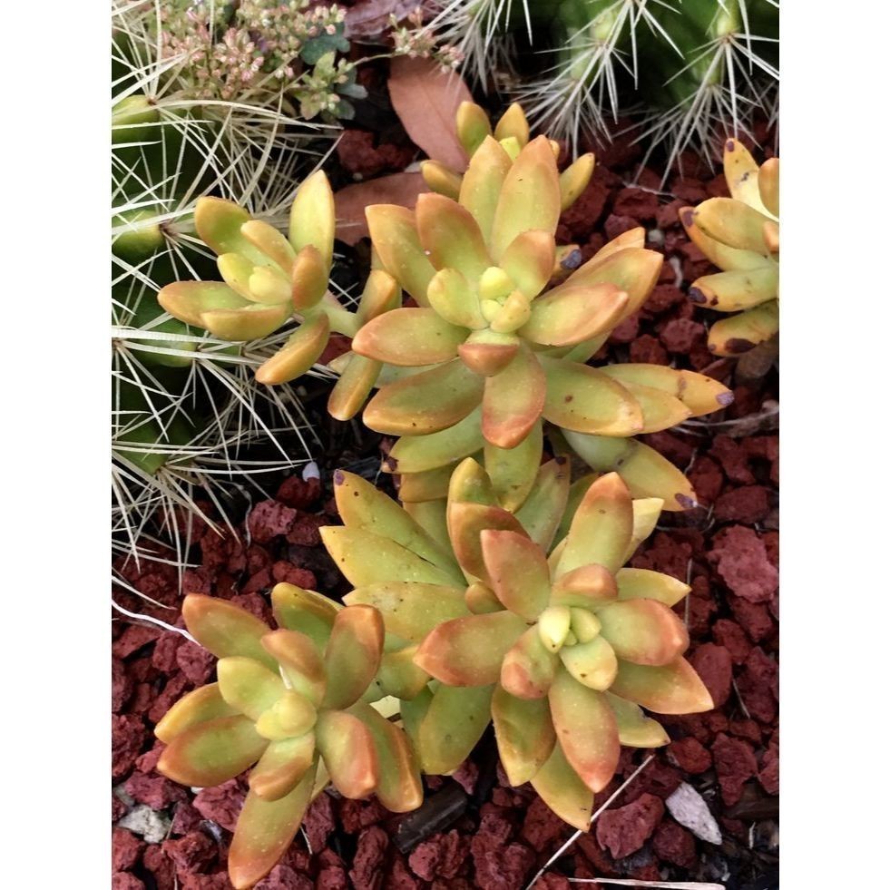 100 sementes suculenta Haworthia cuspidata com manual de cultivo pronta entrega envio em 24h l