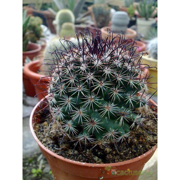 100 Sements de Cacto Tenango de Valle (Mammillaria duoformis Tenango de Valle)
