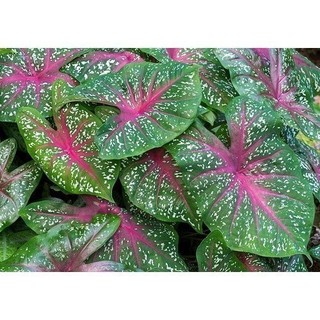 caladium bicolor100 Sementes de Com Manual de cultivo