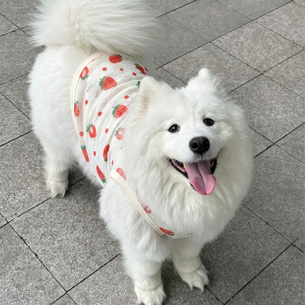 Roupas para cães primavera verão grande escala cão Samoyed dourado desgastado borda Husky bonito confortável respirável