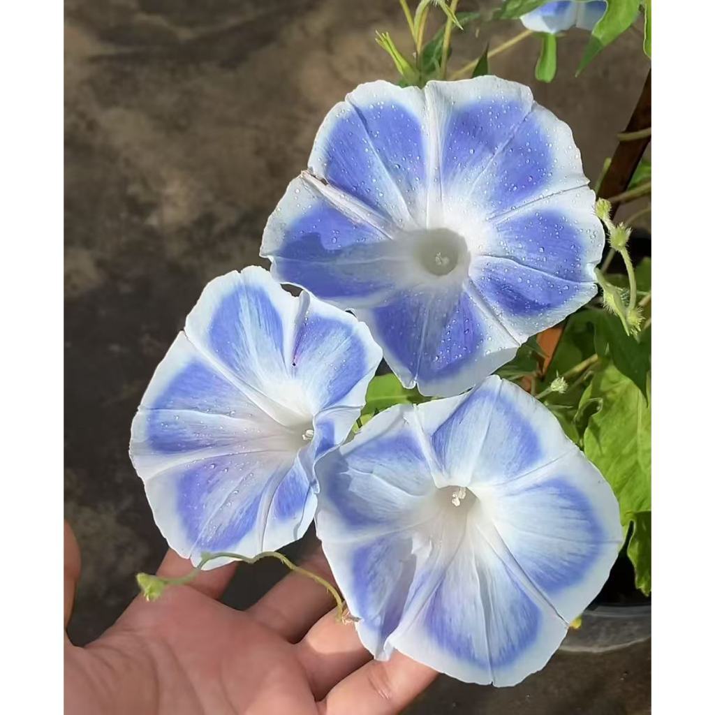 20 Sementes de Glória da Manhã Gigante Azul Flores Trepadeira Jardim Alta Germinação Fácil Cultivo