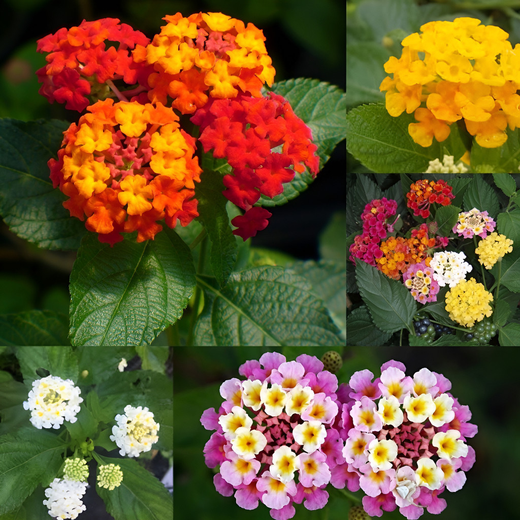 100 Sementes De Lantana Camara Sortida - Flor Para Jardim