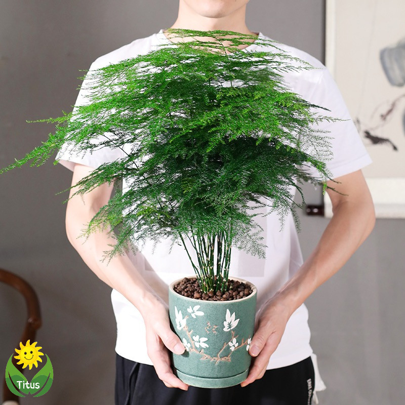 JAAA Sementes de Planta de Feto de Espargos (pcs) Planta Viva de Feto de Espargos em Vaso Semente de Bonsai200 500seeds