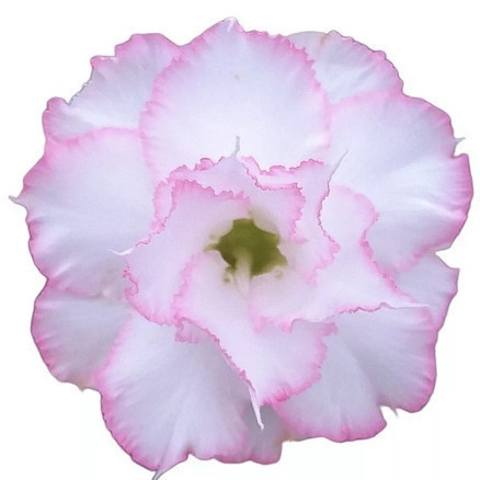 Germinação rápida Rara 5 Sementes Rosa Do Deserto Branca Tripla Borda Rosa Perfumada