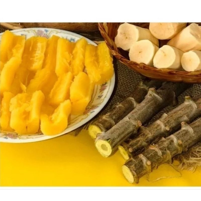 10 ramas mandioca amarela (maniva amarela - aipim) para mudas