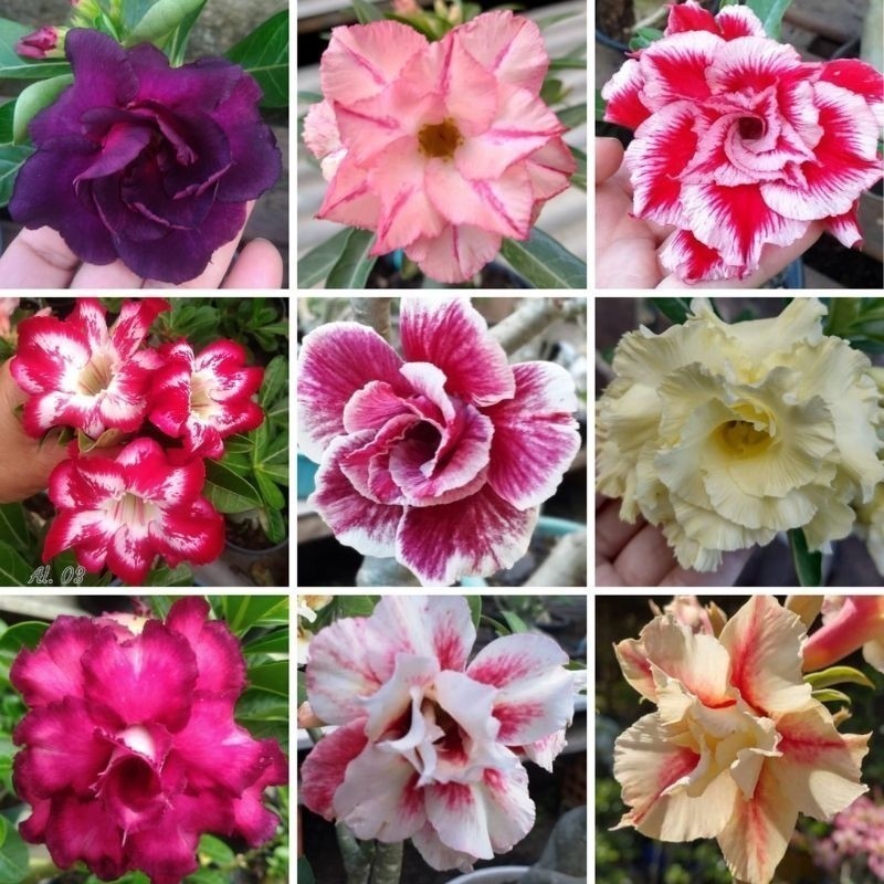 viva a natureza 10 Sementes Selecionadas Rosas do deserto Dobradas Simples e Triplas. Premium