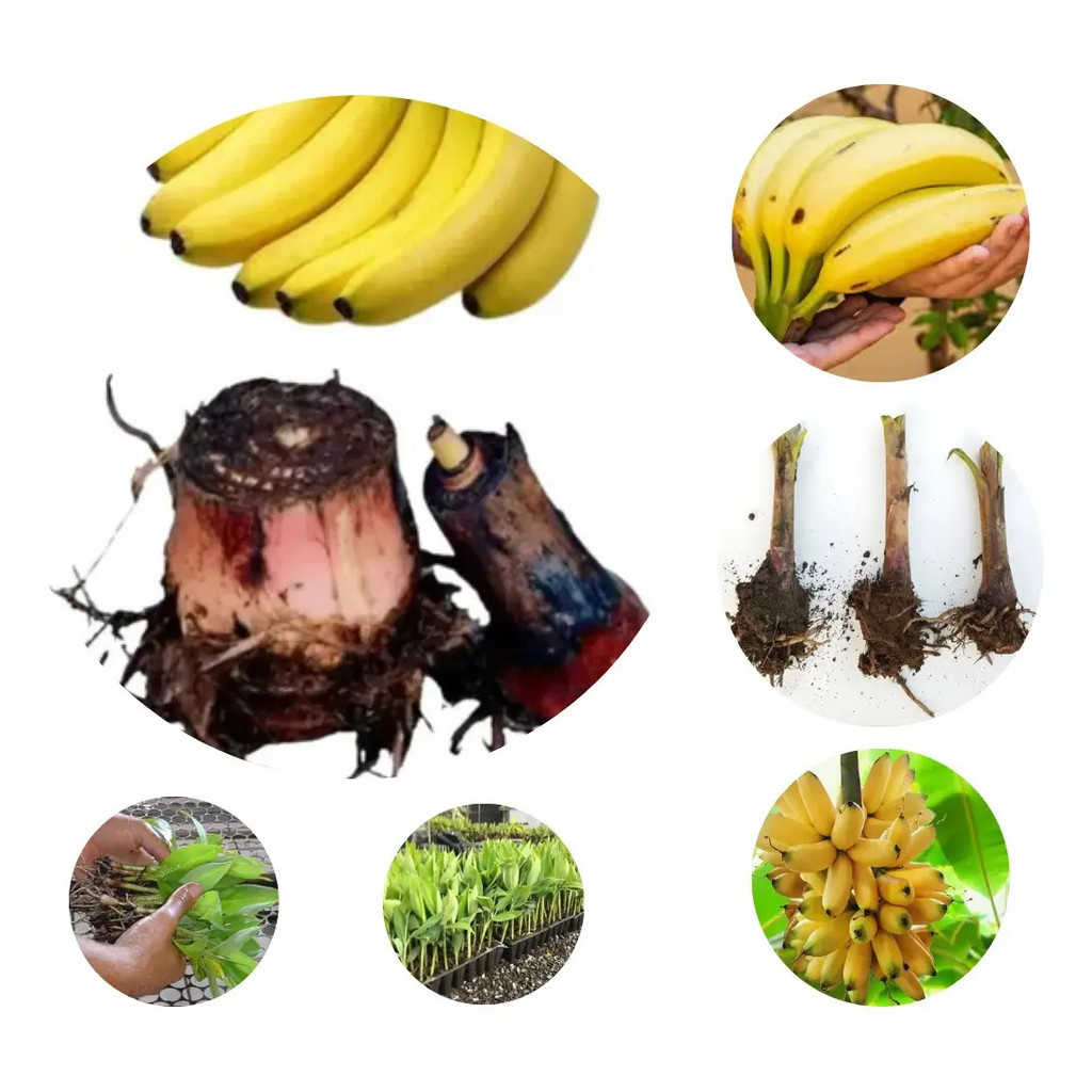 Banana Da Terra    Maranhão Mudas 1 Unidade