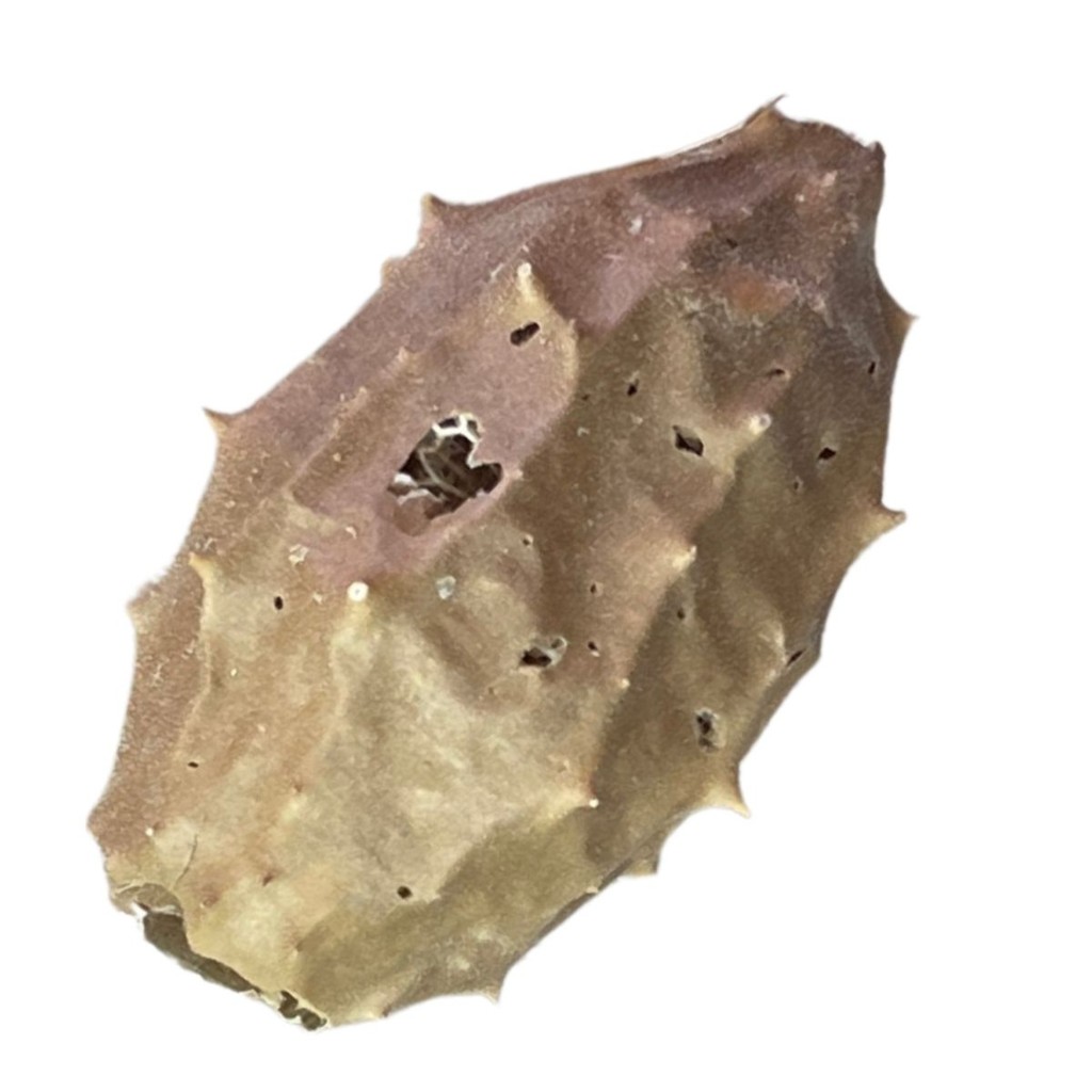 Buchinha Do Norte Para Chá Limpeza E Descarrego Unidade em Oferta na Shopee