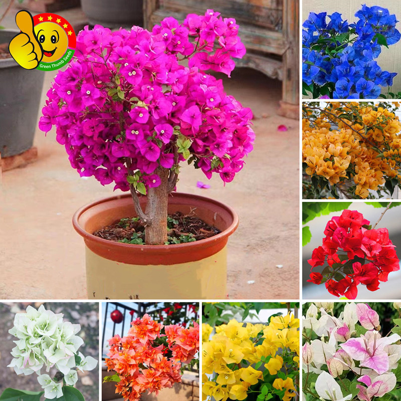 JAAA 200 500 Sementes de Bonsai Bougainvillea para Plantar Flores, Planta Floridora em Vaso, Sementes de Flores Trepadei