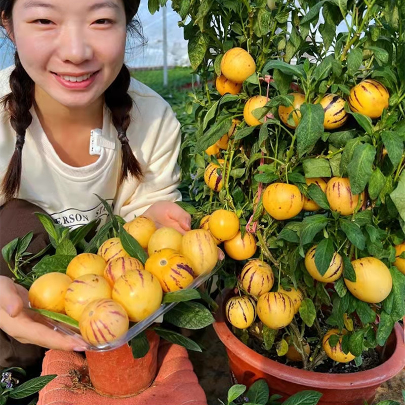 JAAA Melão Pepino Comestível 200 500 Sementes para Plantio Fresco pcs Sementes de Plantas de Ginseng Doces e Suculentas