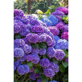 100 sementes hortecia hydrangea macropgylla com manual de cultivo pronta entrega envio 24h