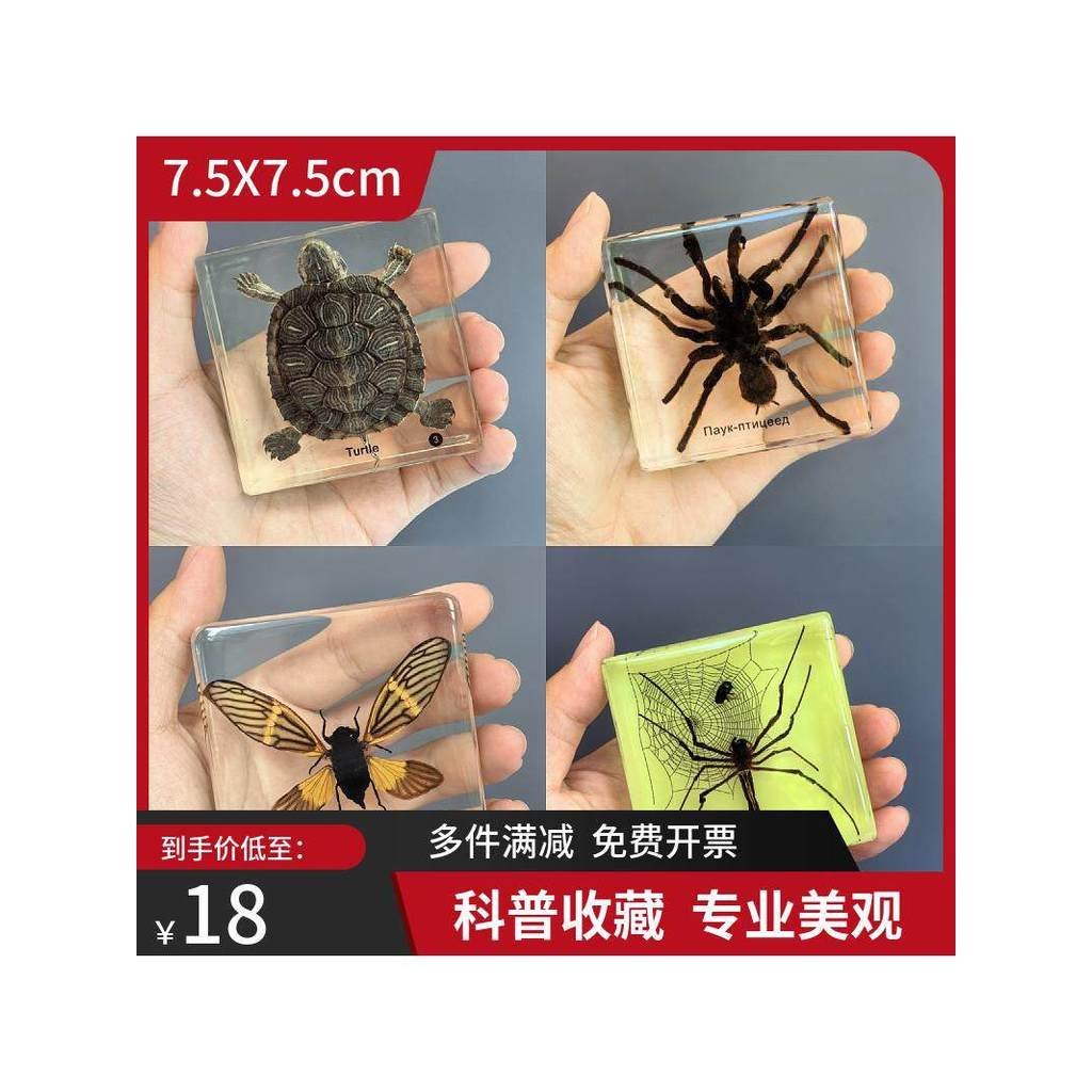 Espécimes reais de insetos, ornamentos de resina animal em âmbar, brinquedos educativos científicos para o jardim de inf