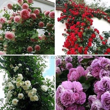 500 sementes de rosas trepadeiras coloridas ,pra fazer mudas ll