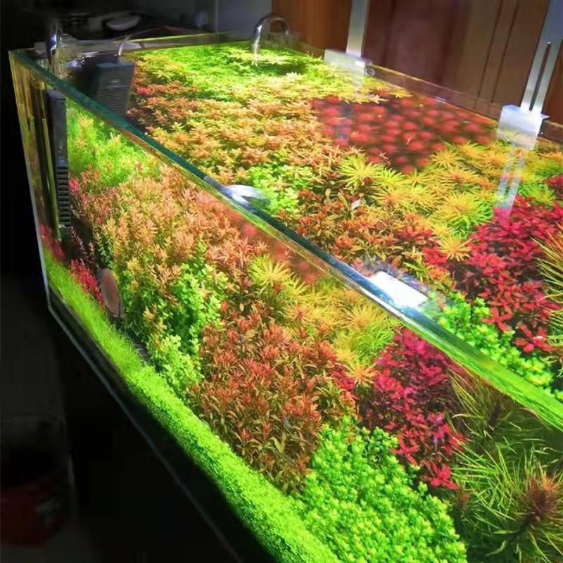 200 500 sementes (por saco) plantas aquáticas naturais à venda, paisagismo aquático