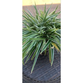 100 sementes clorofito  Chlorophytum comosum com manual de cultivo pronta entrega envio em 24h