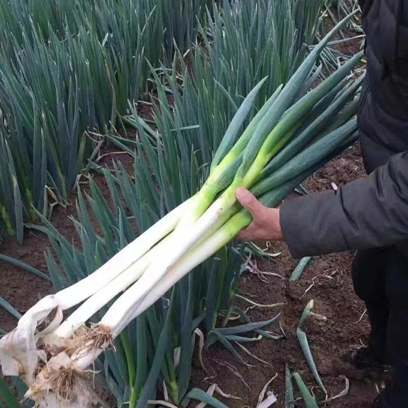 200-500 sementes de cebola chinesa gigantes de alto rendimento vendidas (por pacote) Mudas de sanguesuga em Oferta na Shopee