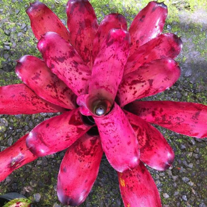 Bromelia Dyckia: Onde Comprar | BuscaProdutos