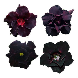 Rara  Sementes Rosas Do Deserto Negras Mistas Frete Gratis em Oferta na Shopee