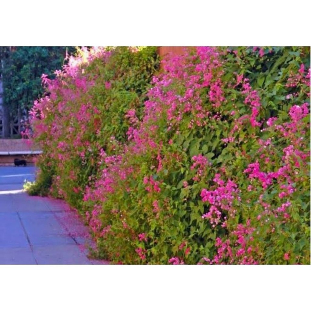 rara Sementes amor agarradinho cor rosas Premium